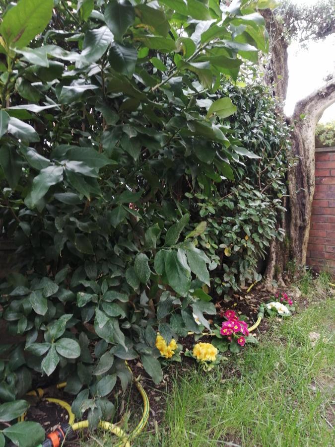 Casa Nonnanna - Nonnanna Home Viareggio Eksteriør bilde